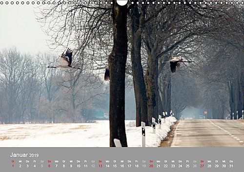 Kraniche in Vorpommern (Wandkalender 2019 DIN A3 quer): Fotoaufnahmen von Kranichen aus der Region Vorpommern. (Monatskalender, 14 Seiten ) (CALVENDO Tiere) - 2