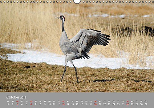Kraniche in Vorpommern (Wandkalender 2019 DIN A3 quer): Fotoaufnahmen von Kranichen aus der Region Vorpommern. (Monatskalender, 14 Seiten ) (CALVENDO Tiere) - 11