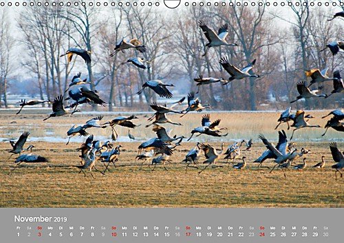 Kraniche in Vorpommern (Wandkalender 2019 DIN A3 quer): Fotoaufnahmen von Kranichen aus der Region Vorpommern. (Monatskalender, 14 Seiten ) (CALVENDO Tiere) - 12