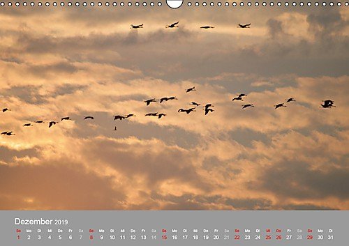 Kraniche in Vorpommern (Wandkalender 2019 DIN A3 quer): Fotoaufnahmen von Kranichen aus der Region Vorpommern. (Monatskalender, 14 Seiten ) (CALVENDO Tiere) - 13