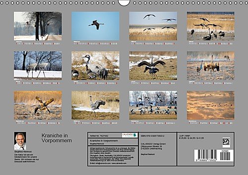 Kraniche in Vorpommern (Wandkalender 2019 DIN A3 quer): Fotoaufnahmen von Kranichen aus der Region Vorpommern. (Monatskalender, 14 Seiten ) (CALVENDO Tiere) - 14