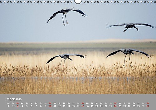 Kraniche in Vorpommern (Wandkalender 2019 DIN A3 quer): Fotoaufnahmen von Kranichen aus der Region Vorpommern. (Monatskalender, 14 Seiten ) (CALVENDO Tiere) - 4