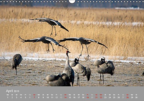 Kraniche in Vorpommern (Wandkalender 2019 DIN A3 quer): Fotoaufnahmen von Kranichen aus der Region Vorpommern. (Monatskalender, 14 Seiten ) (CALVENDO Tiere) - 5