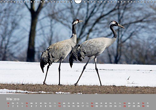 Kraniche in Vorpommern (Wandkalender 2019 DIN A3 quer): Fotoaufnahmen von Kranichen aus der Region Vorpommern. (Monatskalender, 14 Seiten ) (CALVENDO Tiere) - 6