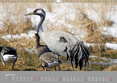 Kraniche in Vorpommern (Wandkalender 2019 DIN A3 quer): Fotoaufnahmen von Kranichen aus der Region Vorpommern. (Monatskalender, 14 Seiten ) (CALVENDO Tiere) - 7