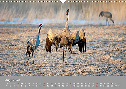 Kraniche in Vorpommern (Wandkalender 2019 DIN A3 quer): Fotoaufnahmen von Kranichen aus der Region Vorpommern. (Monatskalender, 14 Seiten ) (CALVENDO Tiere) - 9
